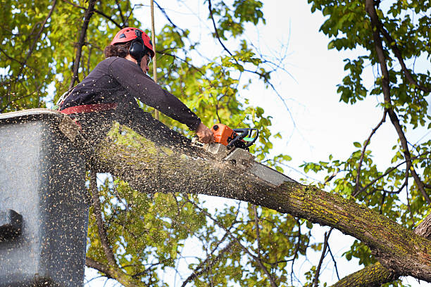 Residential Tree Removal in Blytheville, AR